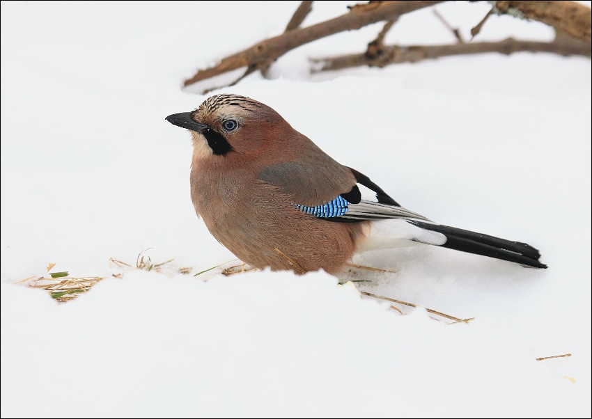 Sojka obecná - Garrulus glandarius