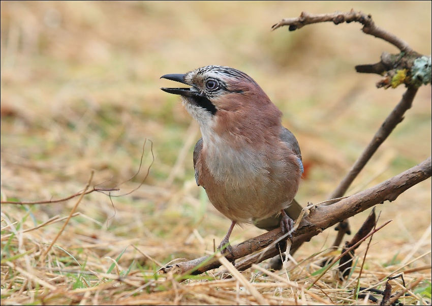 Sojka obecná - Garrulus glandarius