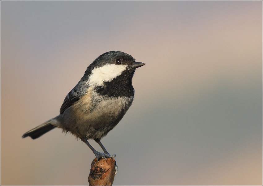 Sýkora uhelníček - Parus ater