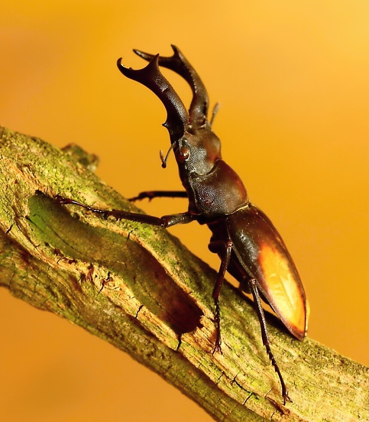 Hexarthrius parryi paradoxus