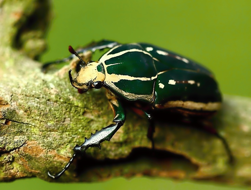 Mecynorhina ugandensis
