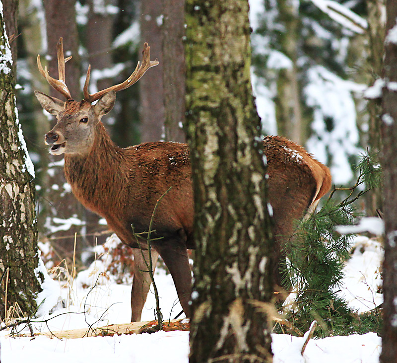 ...ha, ha, ha...vidím tě...:-)