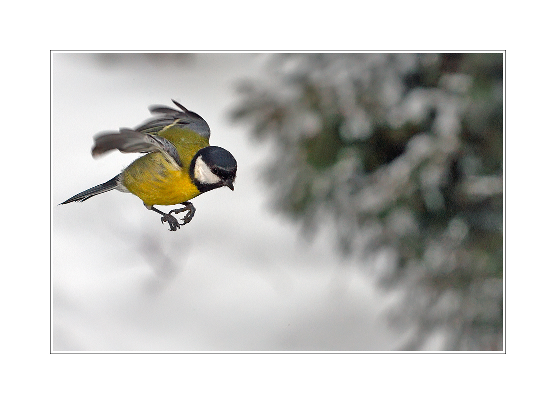 Nebite ma, pan kapelnik....