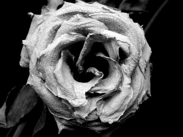 lume rose