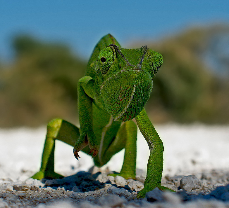  ..: small dragon  II :..