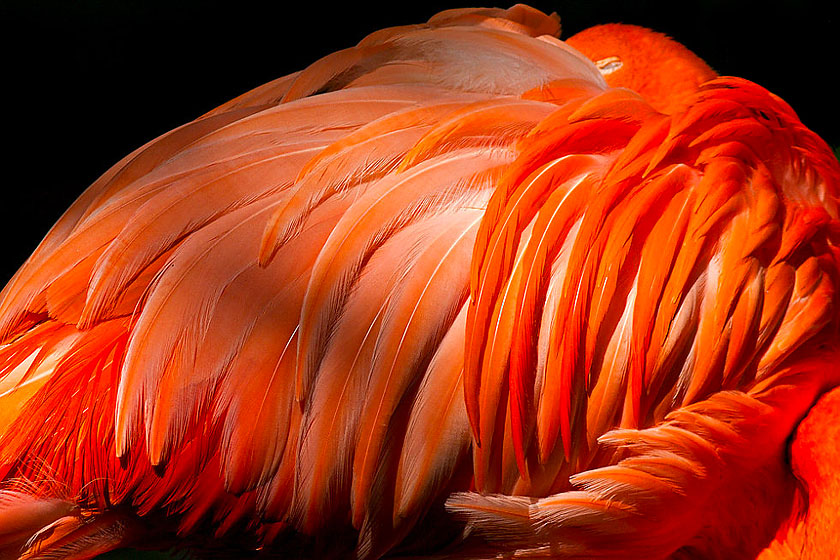   ..:: Phoenicopterus roseus ::..