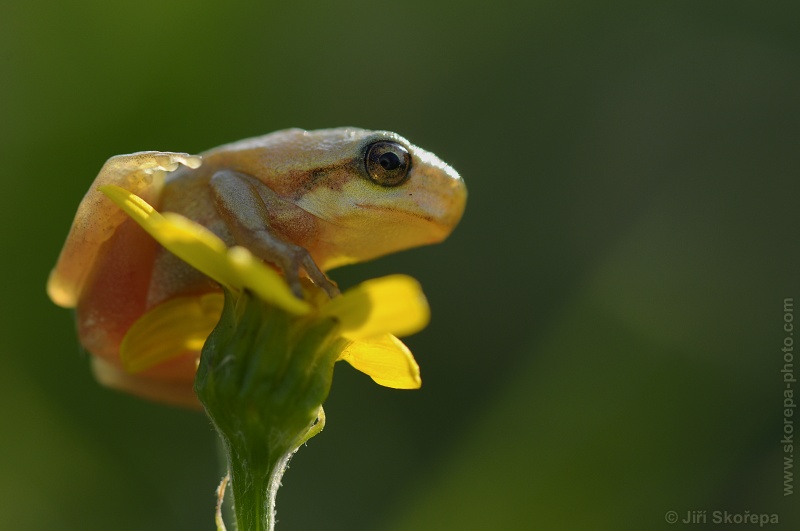 Hyla arborea - rosnička zelená