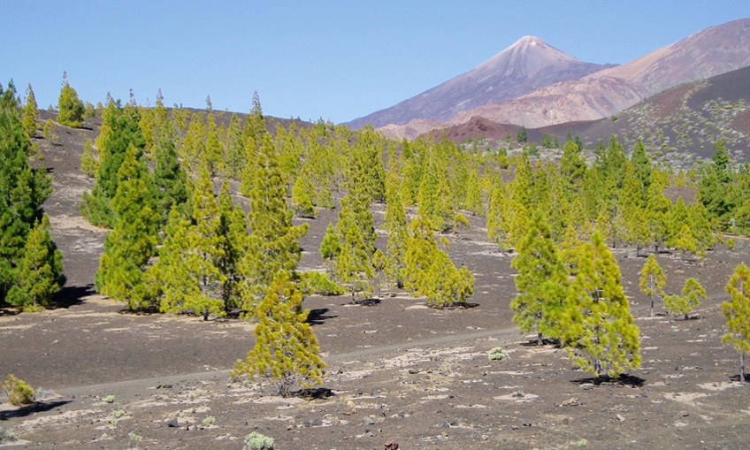 Teide