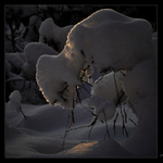 ...pod tíhou zimy...