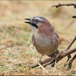 Sojka obecná - Garrulus glandarius