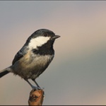 Sýkora uhelníček - Parus ater