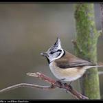 Sýkora parukářka se zrníčkem slunečnice