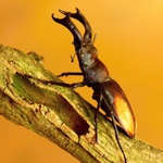 Hexarthrius parryi paradoxus