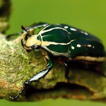 Mecynorhina ugandensis