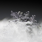 Každá krása je pomíjivá