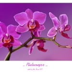 ... Phalaenopsis ...