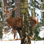 ...ha, ha, ha...vidím tě...:-)