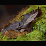 ...co skrýval sníh...