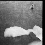 labute-zvirata v zatisi