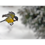 Nebite ma, pan kapelnik....