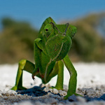 ..: small dragon  II :..