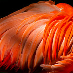   ..:: Phoenicopterus roseus ::..