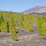 Teide