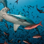 Kladívko z Galapág