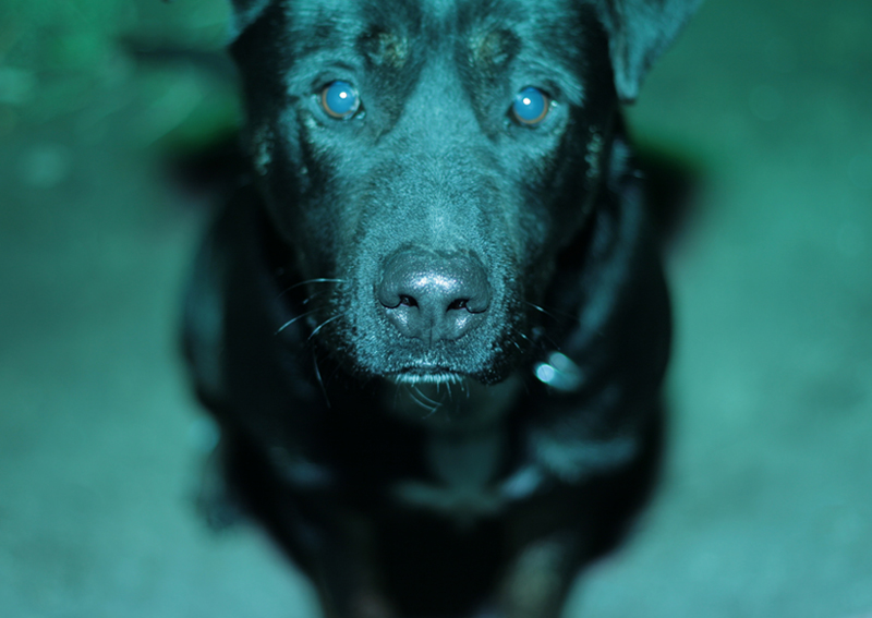 Nočné stráženie...