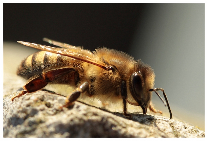 první letošní včelka