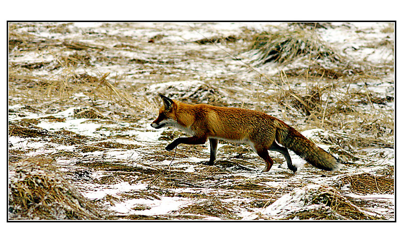...běží liška k Táboru...
