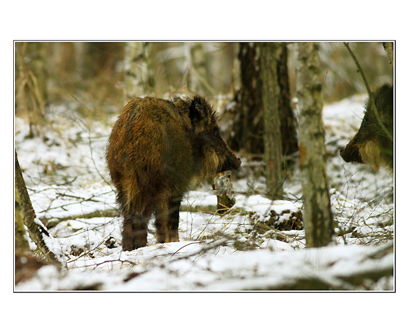...neslyšel jsi něco...???...aneb kdo sem dal to zrcadlo...???