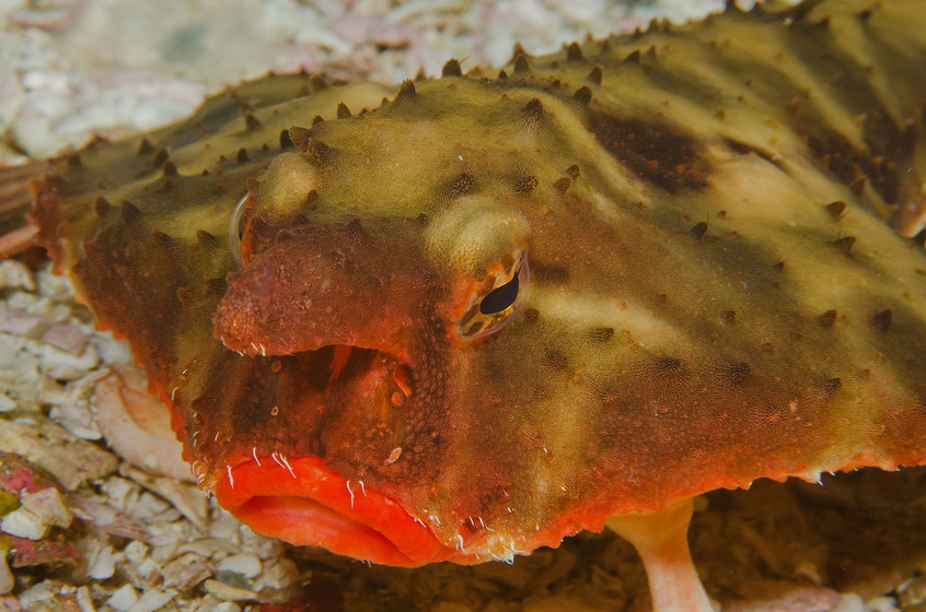 Red-lipped batfish