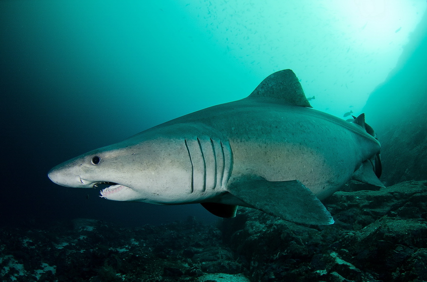 Odontaspis ferox II