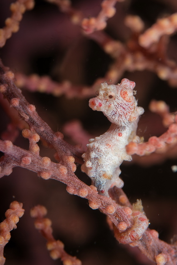 Hippocampus bargibanti