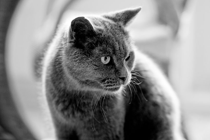 Tom