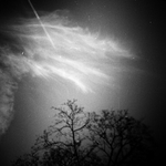 One Flew Over the Cuckoo's Nest