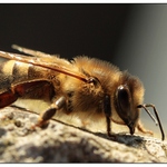 první letošní včelka