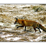 ...běží liška k Táboru...