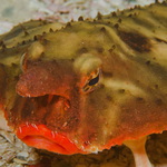Red-lipped batfish