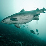 Odontaspis ferox