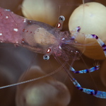 Periclimenes sarasvati