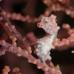 Hippocampus bargibanti