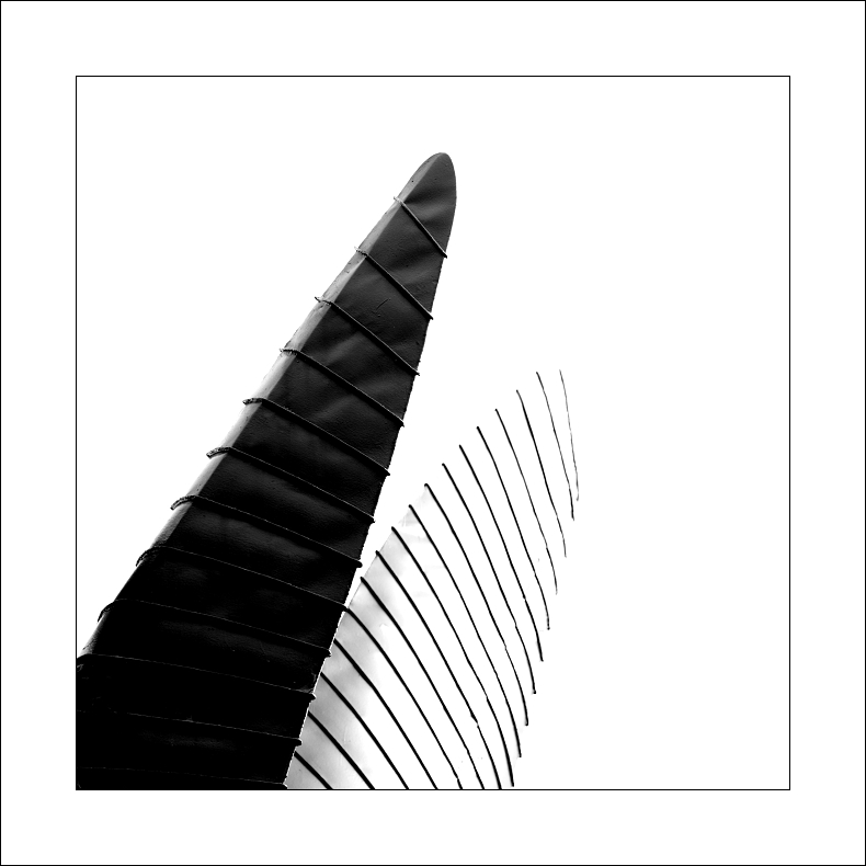 ani ryba ani rak - je to keporkak .)