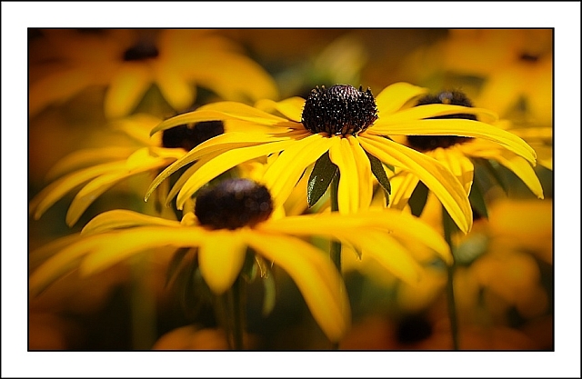 Rudbeckie