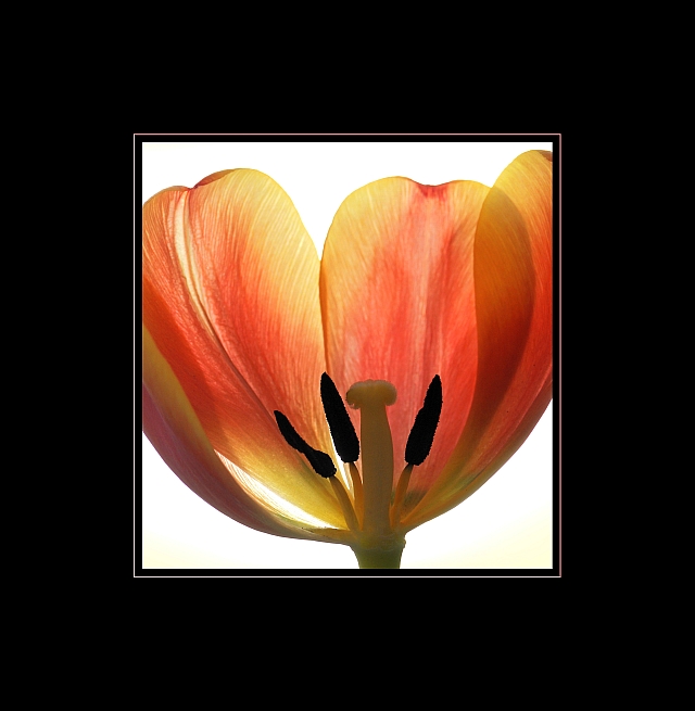 Tulipán 2