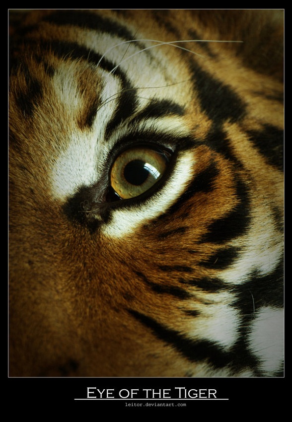 Eye of the tiger