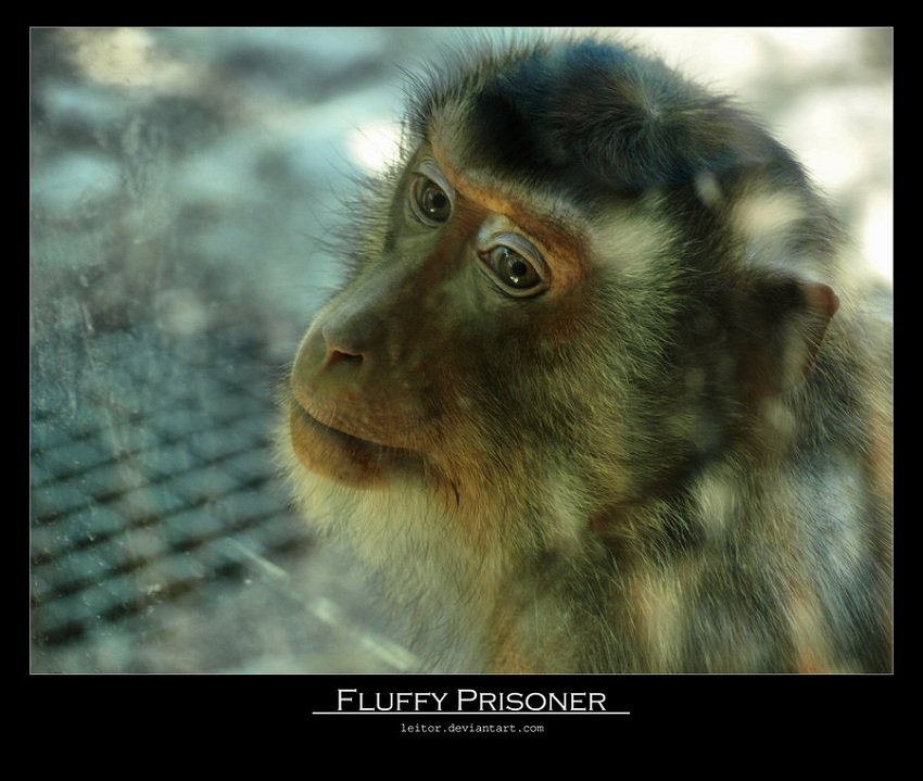 Fluffy Prisoner