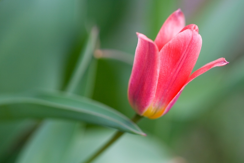 Tulipan