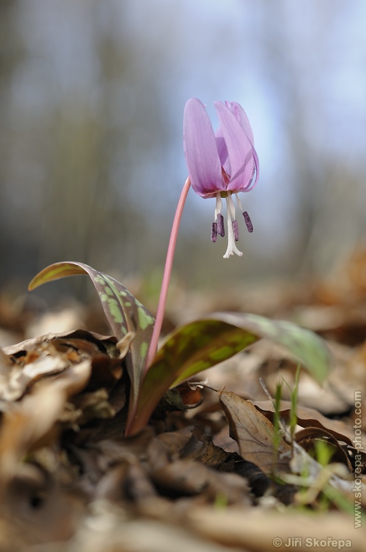 Kandík psí zub (Erythronium dens-canis)